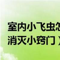 室内小飞虫怎么消灭小窍门（室内小飞虫怎么消灭小窍门）