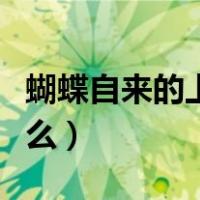 蝴蝶自来的上句是什么（蝴蝶自来的上句是什么）