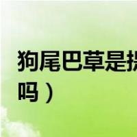 狗尾巴草是提摩西草么（狗尾巴草是提摩西草吗）