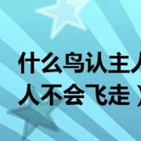 什么鸟认主人不会飞走还比较大（什么鸟认主人不会飞走）