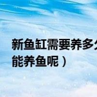 新鱼缸需要养多久的水才能养鱼（新鱼缸需要养多久的水才能养鱼呢）