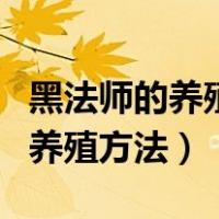 黑法师的养殖方法和注意事项视频（黑法师的养殖方法）