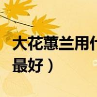 大花蕙兰用什么植料养好（大花蕙兰用什么盆最好）