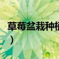 草莓盆栽种植方法和技术（草莓盆栽种植方法）