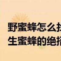 野蜜蜂怎么找实地寻找野生蜜蜂视频（寻找野生蜜蜂的绝招）