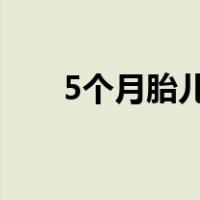 5个月胎儿图片大全（胎儿图片大全）