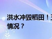 洪水冲毁稻田！五常大米面临减产 这是什么情况？