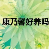 康乃馨好养吗一年开几次花（康乃馨好养吗）