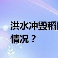 洪水冲毁稻田！五常大米面临减产 这是什么情况？