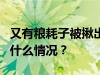 又有粮耗子被揪出！昔日搭档5年前落马 这是什么情况？