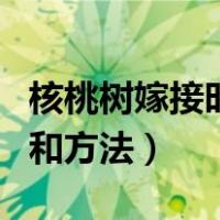 核桃树嫁接时间和方法图解（核桃树嫁接时间和方法）