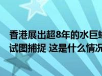 香港展出超8年的水巨蜥出逃，长达1.5米，园方提醒：切勿试图捕捉 这是什么情况？