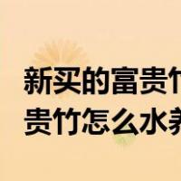 新买的富贵竹怎么水养需要喷水不（新买的富贵竹怎么水养）