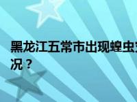 黑龙江五常市出现蝗虫灾害？官方辟谣：不属实 这是什么情况？