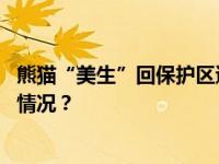 熊猫“美生”回保护区遭主播拦车？工作人员回应 这是什么情况？