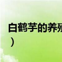 白鹤芋的养殖方法和注意事项（白鹤芋的养殖）