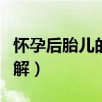 怀孕后胎儿的发育过程（怀孕胎儿发育过程图解）