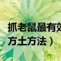 抓老鼠最有效方土方法是什么（抓老鼠最有效方土方法）