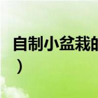 自制小盆栽的种植方法图片视频（自制小盆栽）