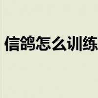 信鸽怎么训练吹哨就进鸽棚（信鸽怎么训练）