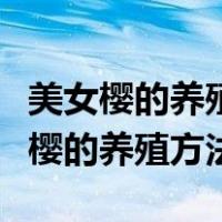 美女樱的养殖方法和注意事项百度百科（美女樱的养殖方法）