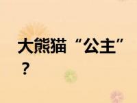 大熊猫“公主”“融融”去世 这是什么情况？