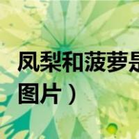 凤梨和菠萝是不是一个东西（凤梨和菠萝对照图片）