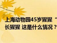 上海动物园45岁猩猩“森泰”离世，是目前国内动物园最年长猩猩 这是什么情况？