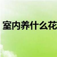 室内养什么花最好旺财（室内养什么花最好）