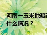 河南一玉米地疑遭哄抢？当地官方通报 这是什么情况？