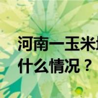 河南一玉米地疑遭哄抢？当地官方通报 这是什么情况？