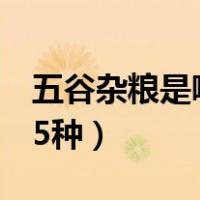 五谷杂粮是哪5种杂粮有哪些（五谷杂粮是哪5种）