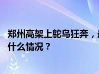 郑州高架上鸵鸟狂奔，最新：动物园已将其控制并带走 这是什么情况？