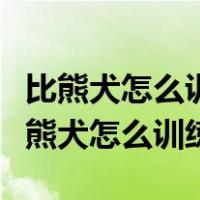 比熊犬怎么训练才能听话怎样喂食比熊犬（比熊犬怎么训练）