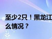 至少2只！黑龙江虎林发现野生东北虎 这是什么情况？