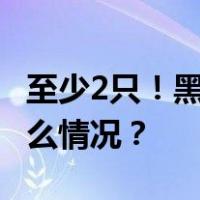 至少2只！黑龙江虎林发现野生东北虎 这是什么情况？