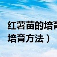 红薯苗的培育方法与技术视频教程（红薯苗的培育方法）