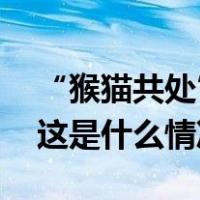 “猴猫共处”引争议！昆明动物园最新通报 这是什么情况？