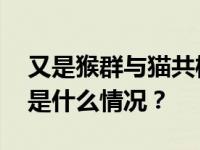 又是猴群与猫共栖？内蒙古通辽最新通报 这是什么情况？