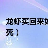 龙虾买回来如何让养活（龙虾买回来怎么养不死）