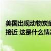 美国出现动物炭疽疫情！超50头牛死亡，有关部门警告不要接近 这是什么情况？