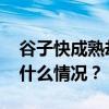 谷子快成熟却被迫铲除？官方通报详情 这是什么情况？